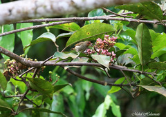 Myzomela cruentata
