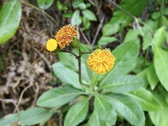 Gynura divaricata