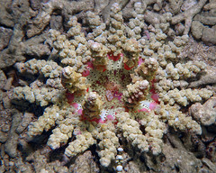 Actinodendron alcyonoideum