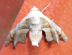 Eutelia callichroma