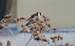 Carduelis carduelis