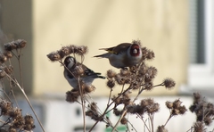 Carduelis carduelis