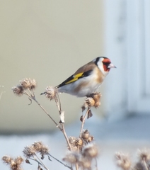 Carduelis carduelis