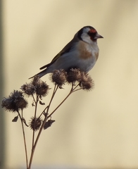Carduelis carduelis