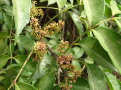 Zanthoxylum scandens