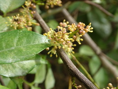 Zanthoxylum scandens