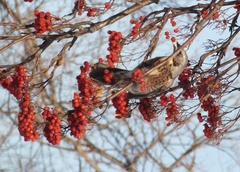 Turdus pilaris