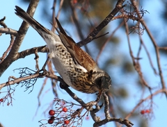 Turdus pilaris