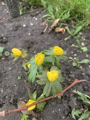 Eranthis hyemalis