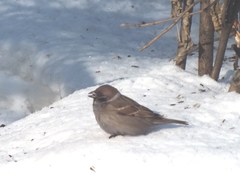 Passer montanus