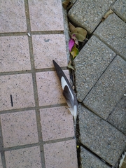 Columba livia domestica