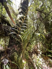 Microsorum novae-zealandiae