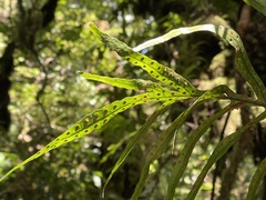 Microsorum novae-zealandiae