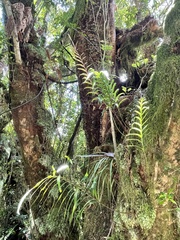 Microsorum novae-zealandiae