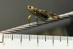 Birdantis virginiae