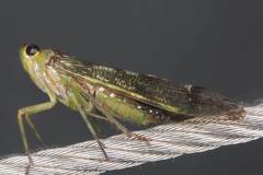 Birdantis virginiae