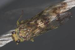 Birdantis virginiae