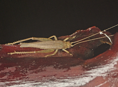 Aphonoides