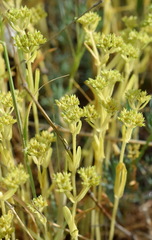Valerianella muricata