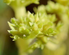 Valerianella muricata