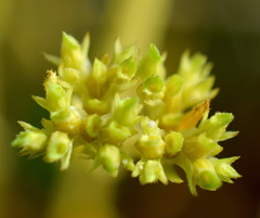 Valerianella muricata