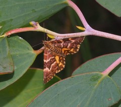 Chrysolarentia polycarpa