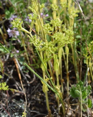 Valerianella muricata