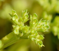 Valerianella muricata