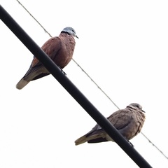 Streptopelia tranquebarica