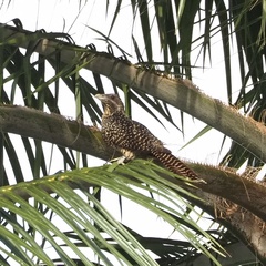 Eudynamys scolopaceus