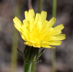 Picris pauciflora