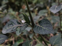 Lepidagathis incurva