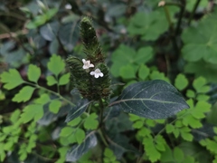 Lepidagathis incurva