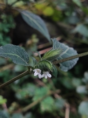 Lepidagathis incurva