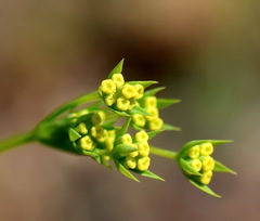 Bupleurum brachiatum