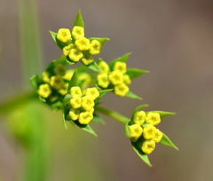 Bupleurum brachiatum