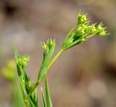 Bupleurum brachiatum