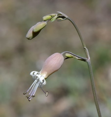Silene crispata