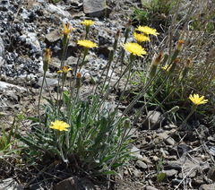 Leontodon biscutellifolius