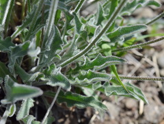 Leontodon biscutellifolius