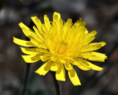 Leontodon biscutellifolius
