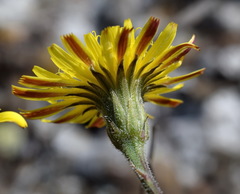 Leontodon biscutellifolius