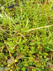 Leptostigma setulosum