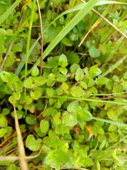 Leptostigma setulosum