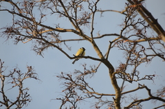 Parus major