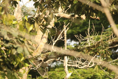 iNaturalist image