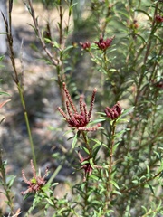 Stachystemon vermicularis