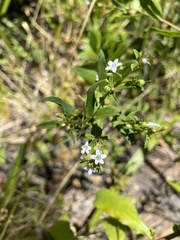 Myoporum oppositifolium