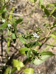 Myoporum oppositifolium