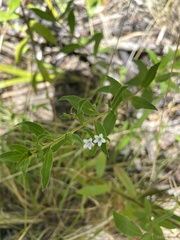 Myoporum oppositifolium